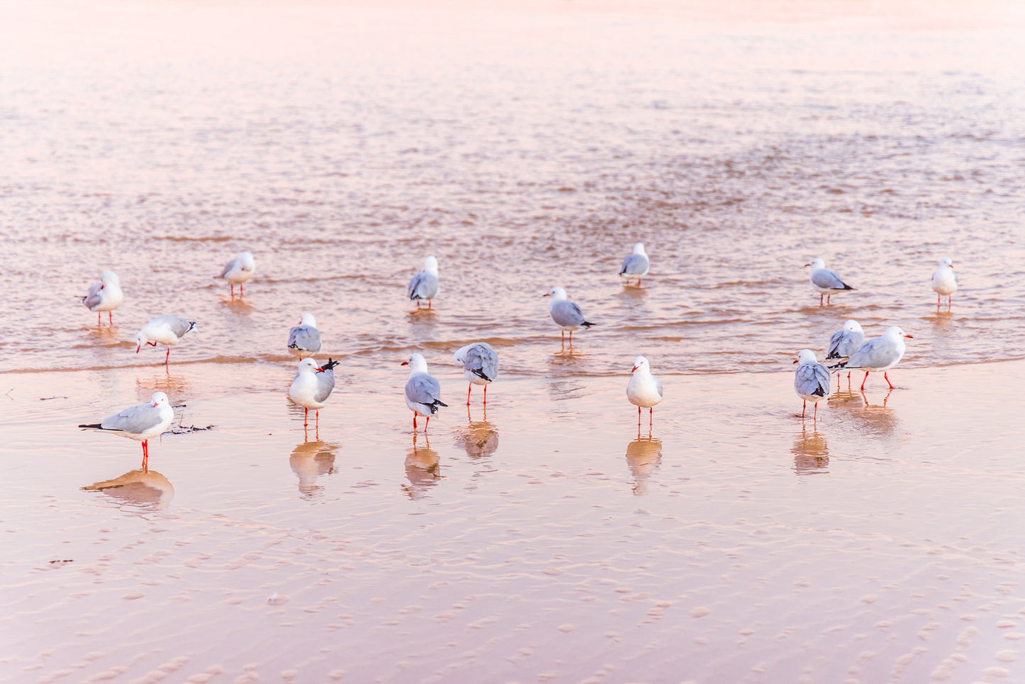 "Faux Flamingos" Photography Print