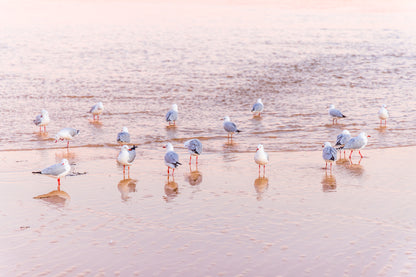 "Faux Flamingos" Photography Print