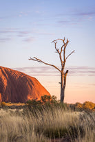 "Silent Witness" Uluru Sunrise Photography Print - Belinda Doyle - Australian Photographer & Resin Artist