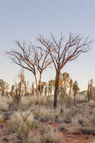"The Bare Two" Photography Print - Belinda Doyle - Australian Photographer & Resin Artist