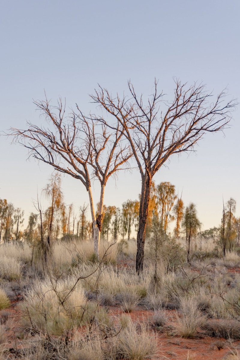 "The Bare Two" Photography Print - Belinda Doyle - Australian Photographer & Resin Artist