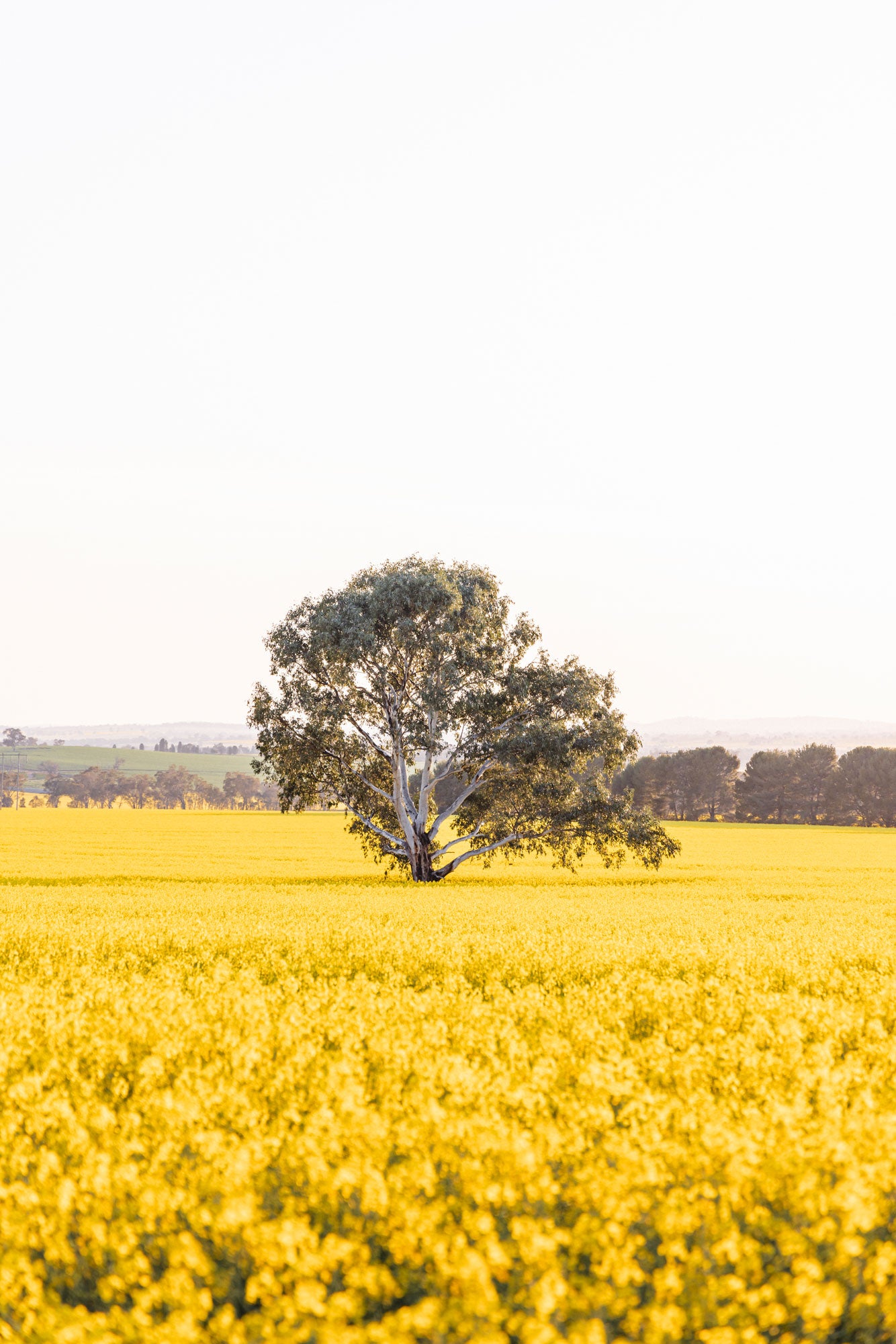 "The Radiant Stand" Photography Print