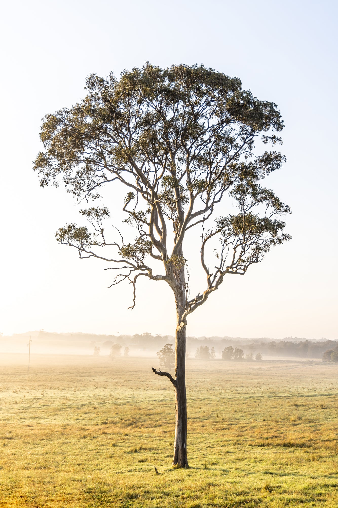 "Toolijooa's Giant" Photography Print