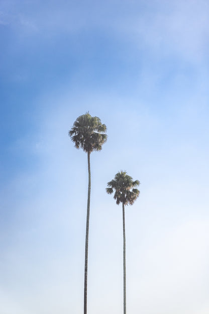 "Twin Palms" Photography Print