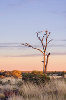 "Twisted Dawn" Photography Print - Belinda Doyle - Australian Photographer & Resin Artist