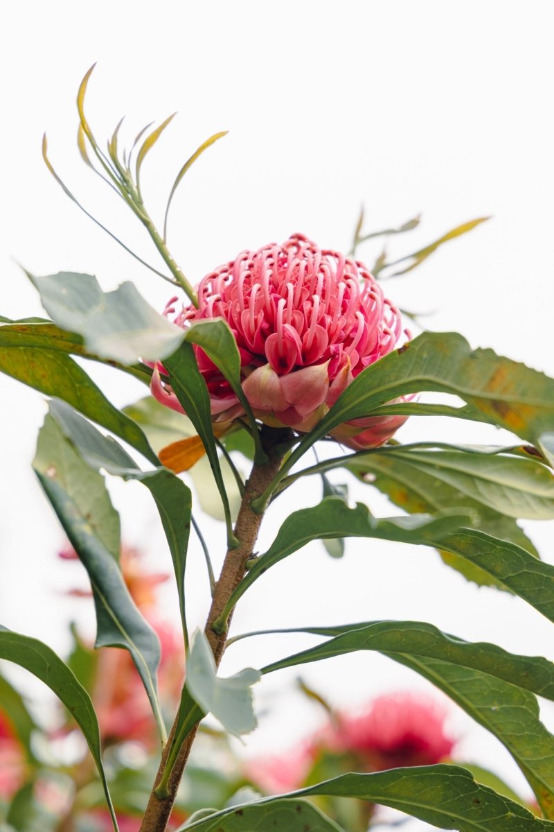 Native "Waratah Dream" Acrylic Block - Belinda Doyle - Australian Photographer & Resin Artist