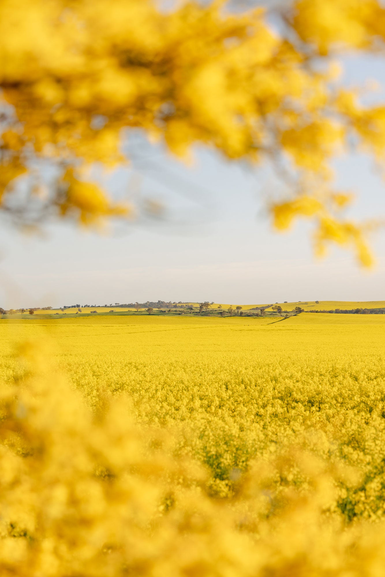 "Wattle’s Window" (P) Photography Print