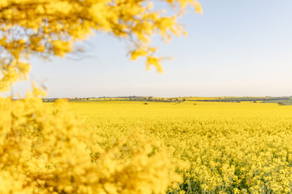 "Wattle’s Window" Photography Print