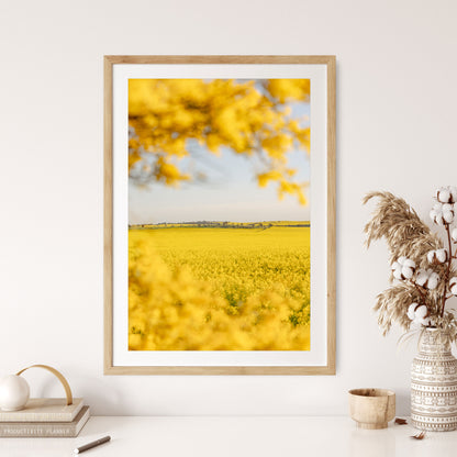 "Wattle’s Window" (P) Photography Print