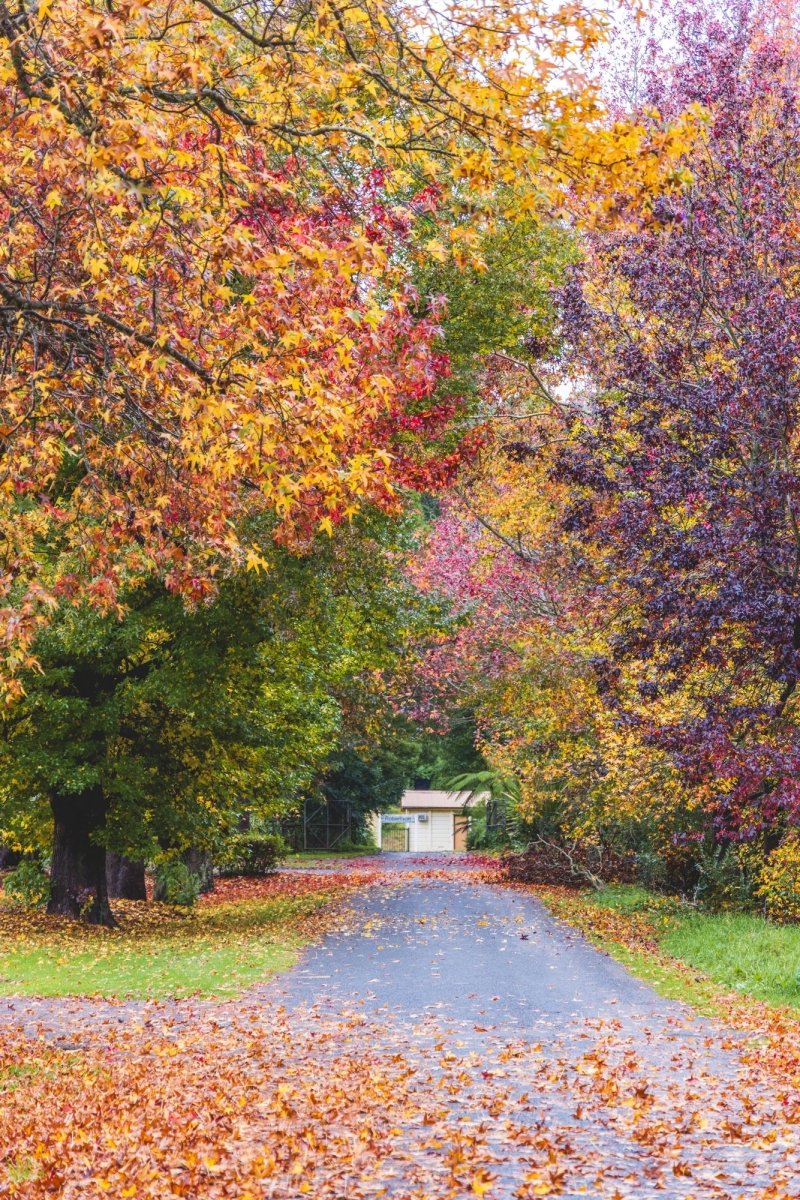Robertson "Autumn Lane" Acrylic Block - Belinda Doyle - Australian Photographer & Resin Artist