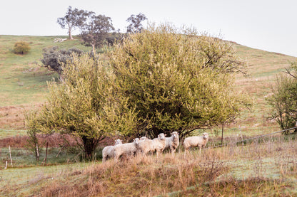 "Baa Baa Blossum" Photography Print