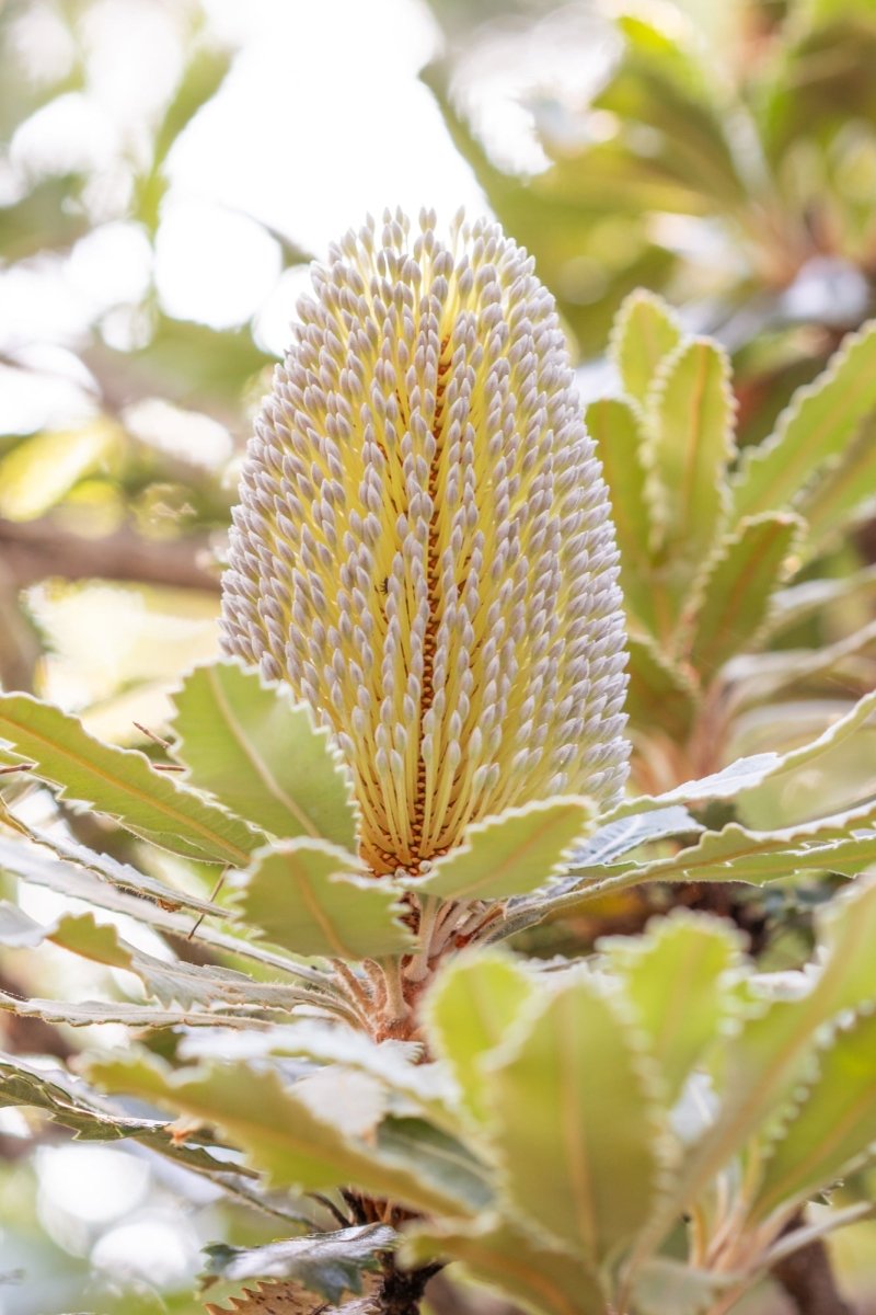 "Banksia Bloom" Photography Print - Belinda Doyle - Australian Photographer & Resin Artist