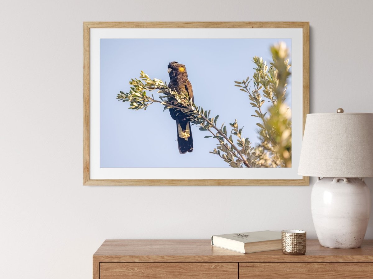 "Spirit of the Banksia" Black Cockatoo Photography Print - Belinda Doyle - Australian Photographer & Resin Artist