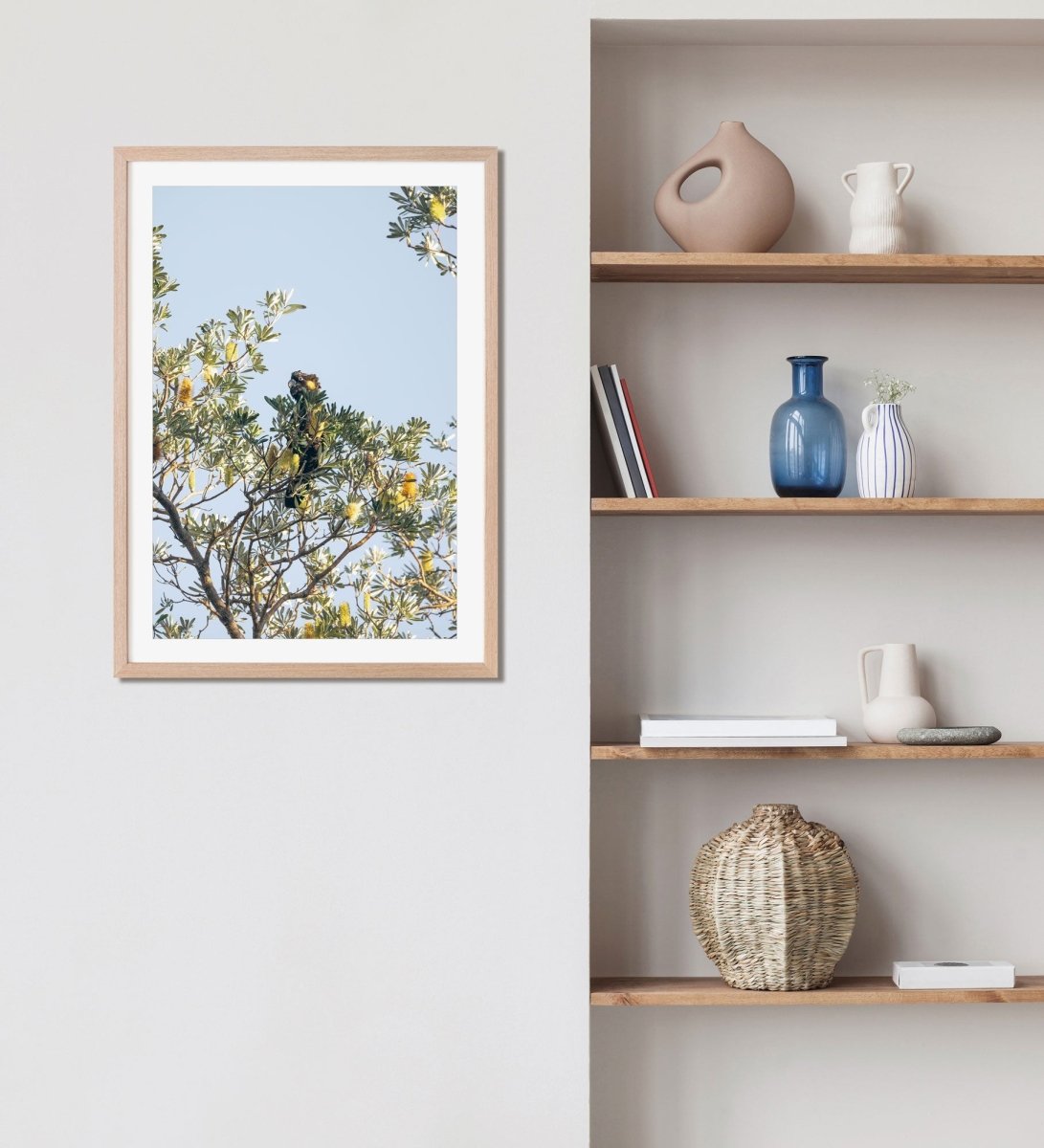 "Banksia Guardian" (P) Black Cockatoo Photography Print - Belinda Doyle - Australian Photographer & Resin Artist