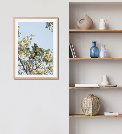 "Banksia Guardian" Black Cockatoo Photography Print