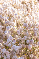 "Cotton Bush Bloom" Photography Print - Belinda Doyle - Australian Photographer & Resin Artist