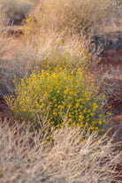 "Desert Daisy" Photography Print - Belinda Doyle - Australian Photographer & Resin Artist
