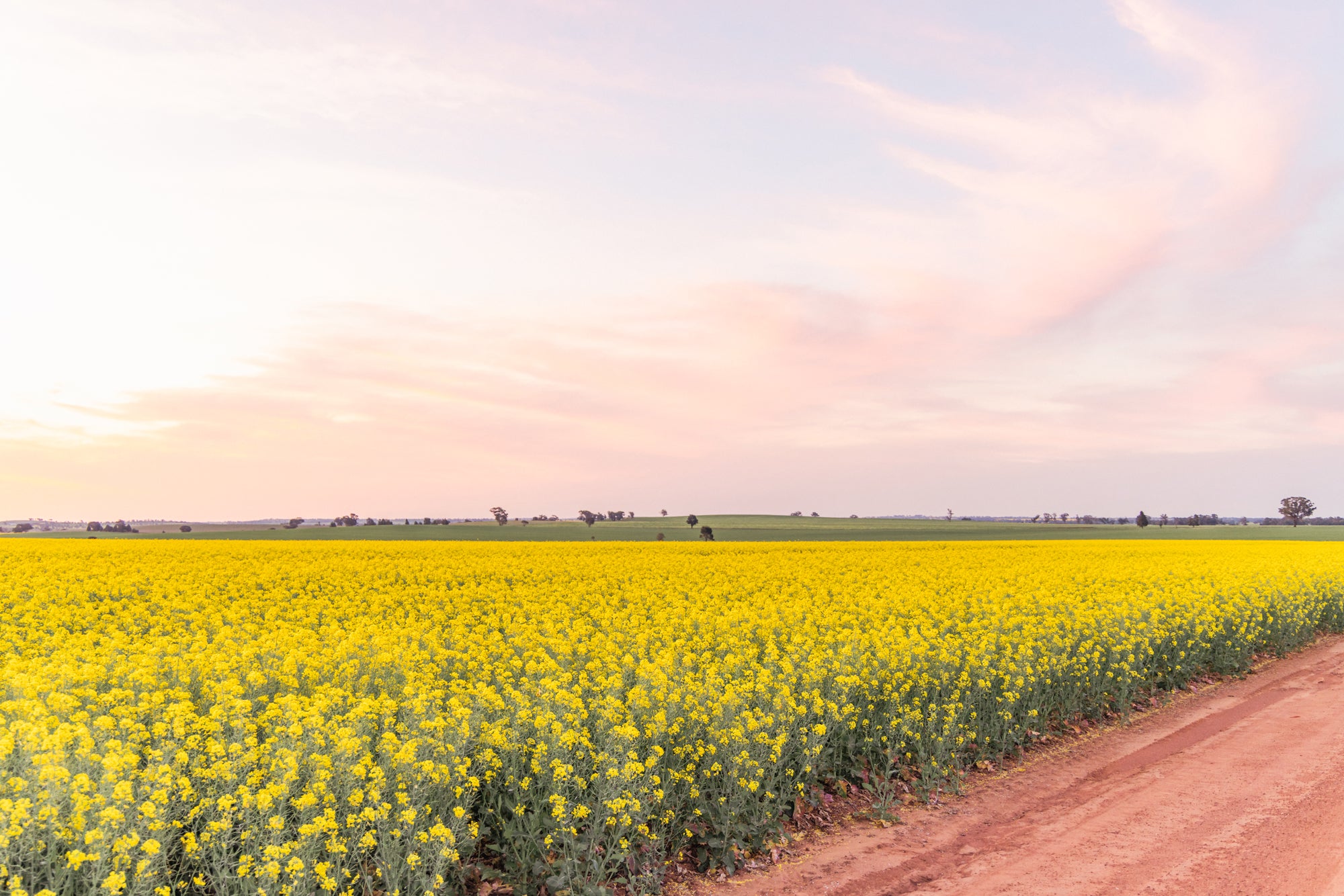 "Field of Colours" Photography Print - Belinda Doyle - Australian Photographer & Resin Artist