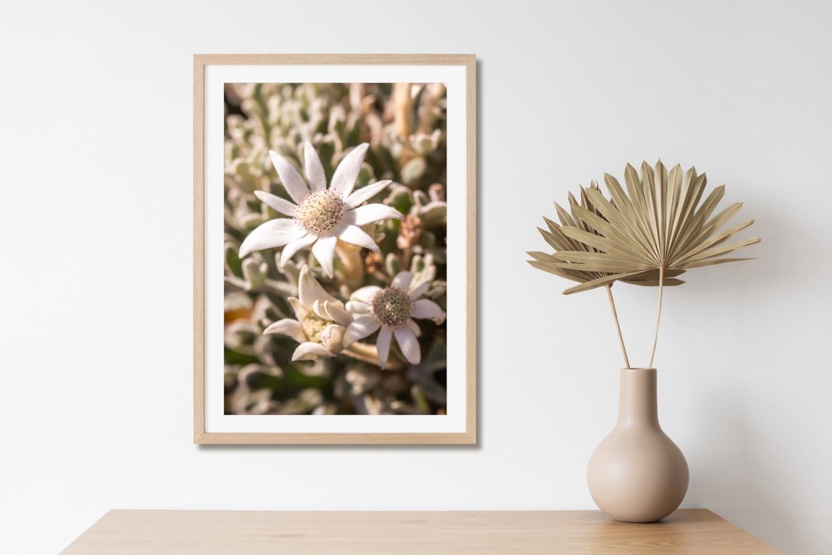 Flannel Flower Fuzz - A2 Photography Print - Framed in Oak - Belinda Doyle - Australian Photographer & Resin Artist