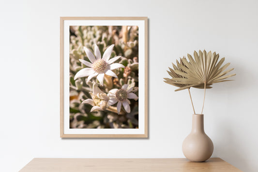 "Flannel Flower Fuzz" Photography Print