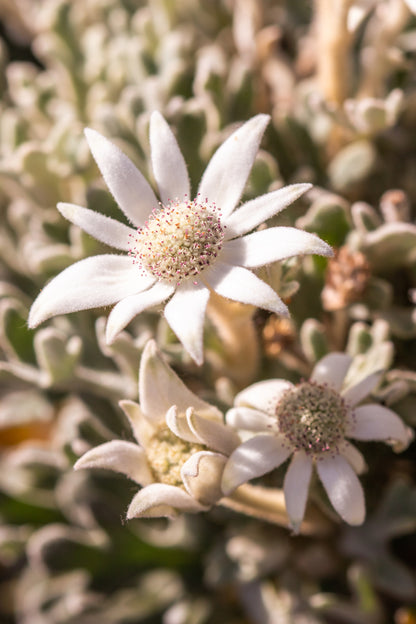 "Flannel Flower Fuzz" Photography Print