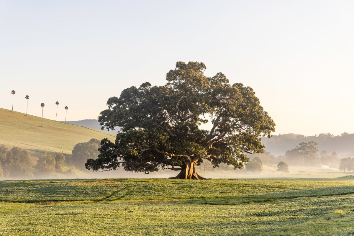 "Fountaindale Beauty" Photography Print - Belinda Doyle - Australian Photographer & Resin Artist