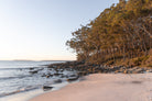 "Golden Greenfield" Photography Print - Belinda Doyle - Australian Photographer & Resin Artist