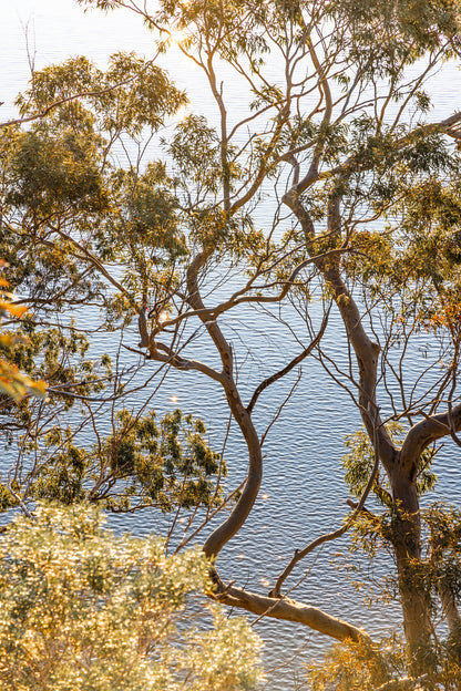 "Gum Sparkles" Photography Print