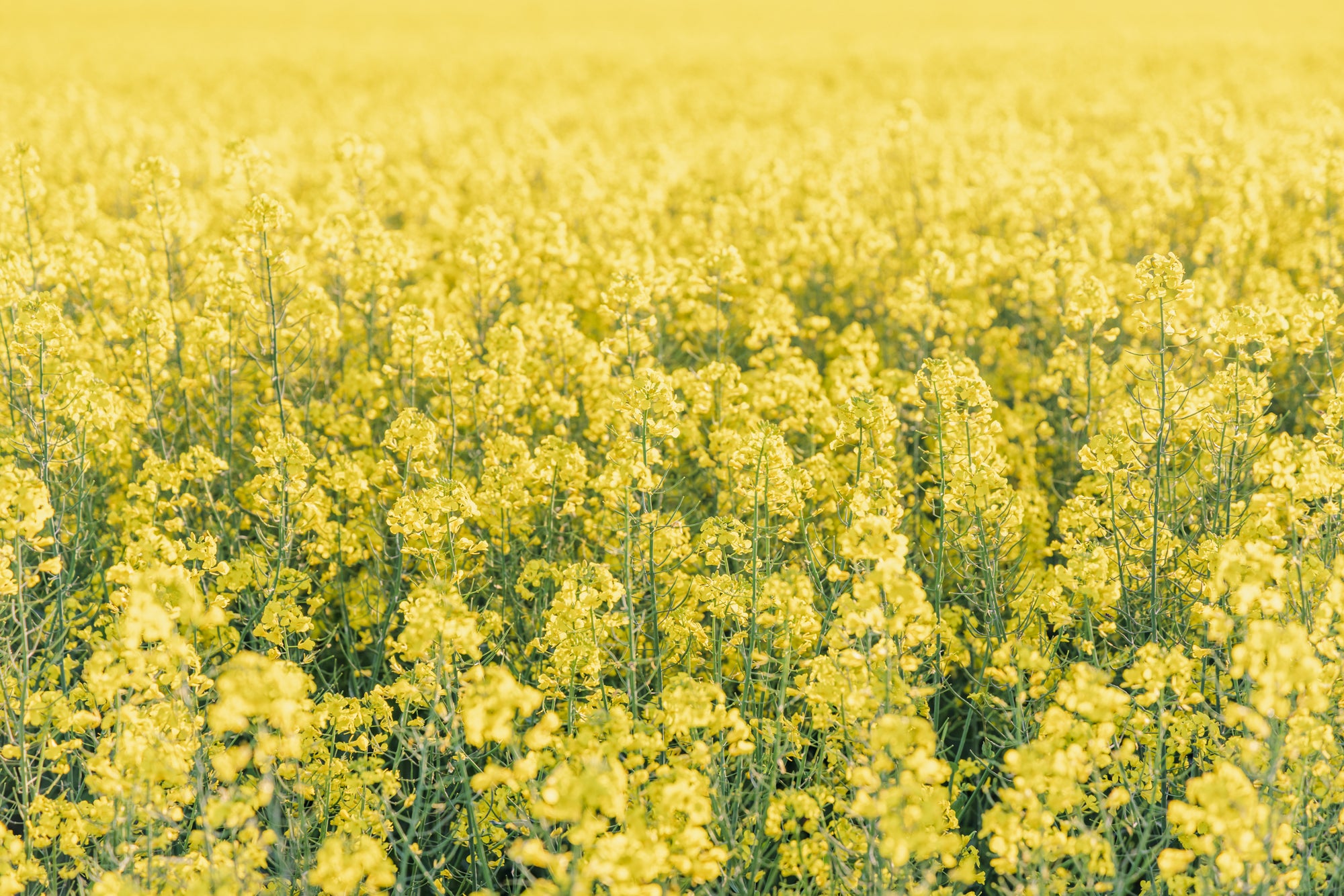 "Hello Yellow" Photography Print - Belinda Doyle - Australian Photographer & Resin Artist