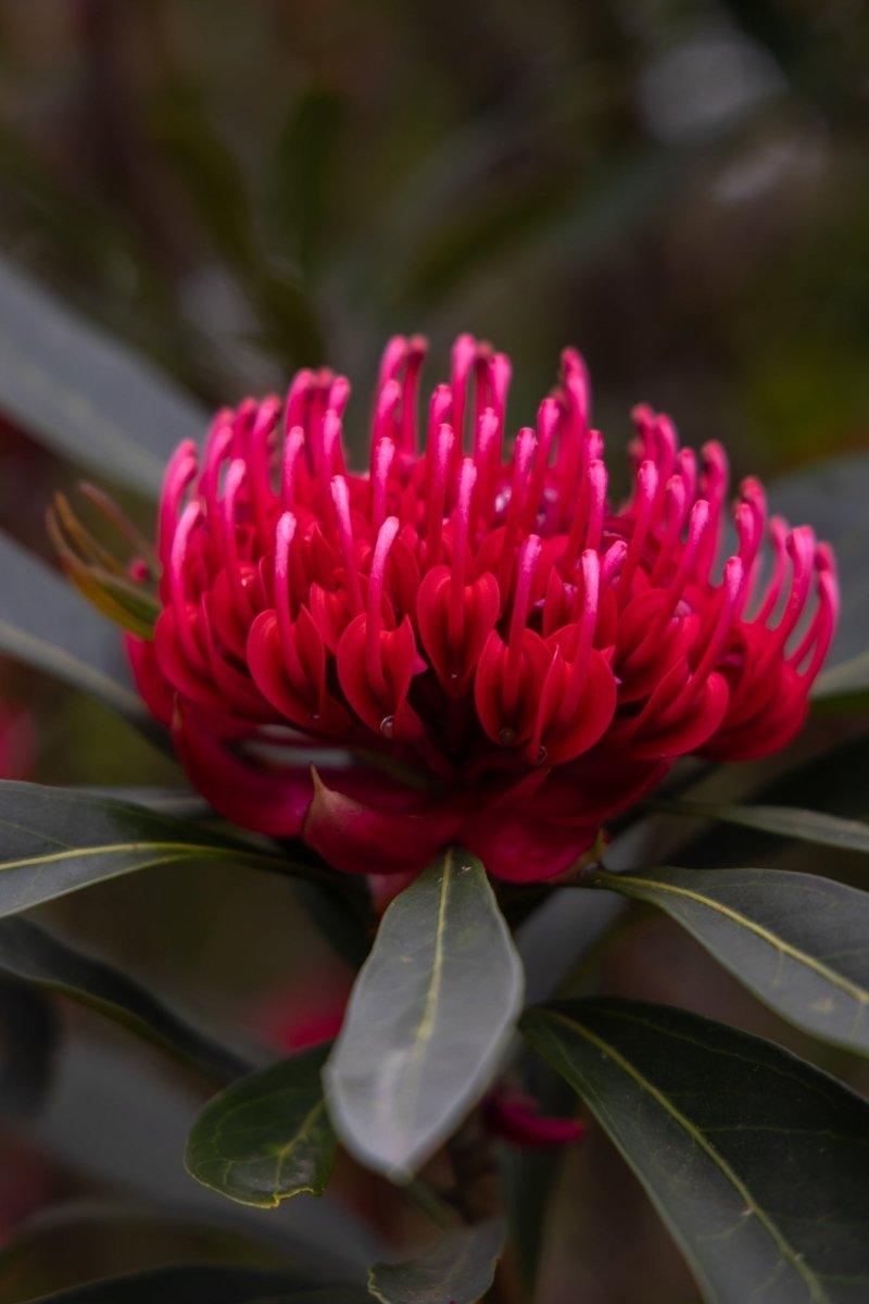 Native "In Full Bloom" Acrylic Block - Belinda Doyle - Australian Photographer & Resin Artist