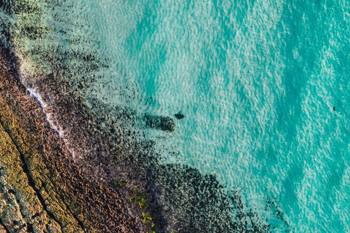 "Lagoon Friend" Photography Print - Belinda Doyle - Australian Photographer & Resin Artist