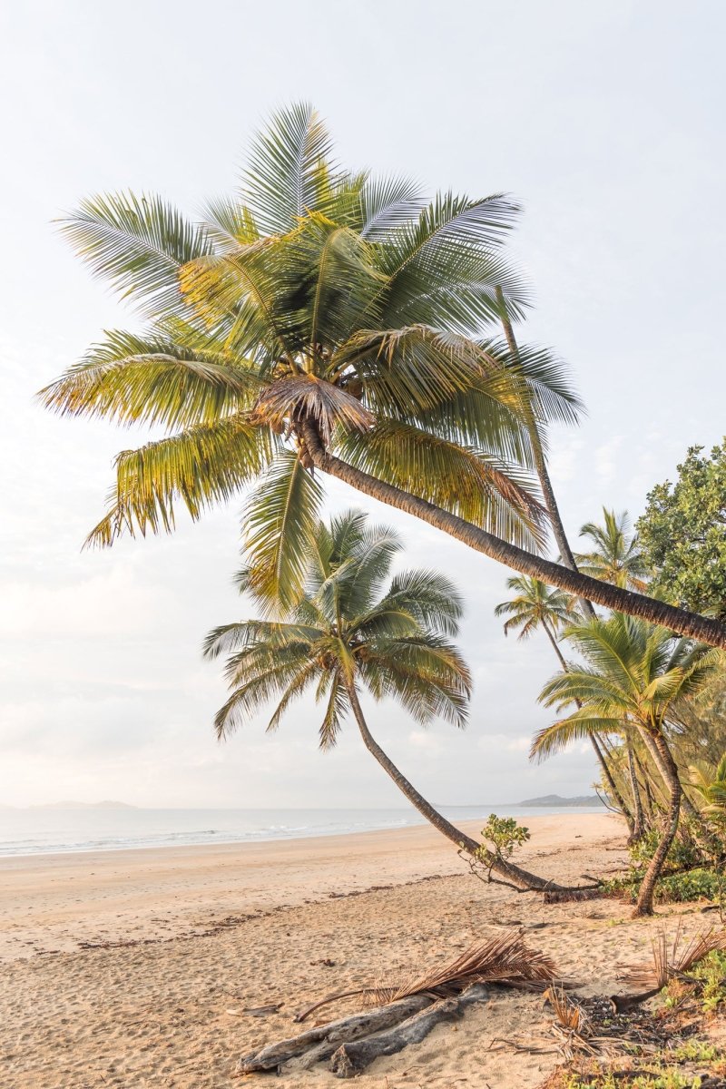 Queensland "Mission Beach Palms" Acrylic Block