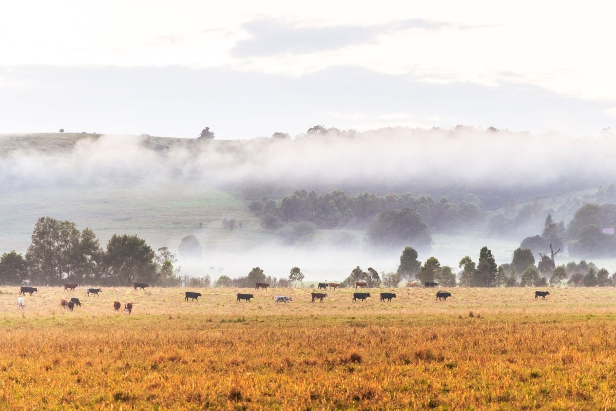 "On the Move" Photography Print - Belinda Doyle - Australian Photographer & Resin Artist