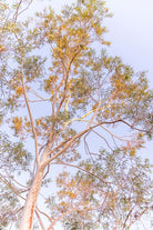 "Outback Gum" Photography Print - Belinda Doyle - Australian Photographer & Resin Artist