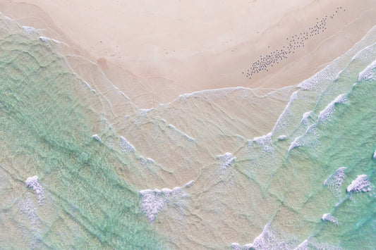 "Pastel Flight" Photography Print