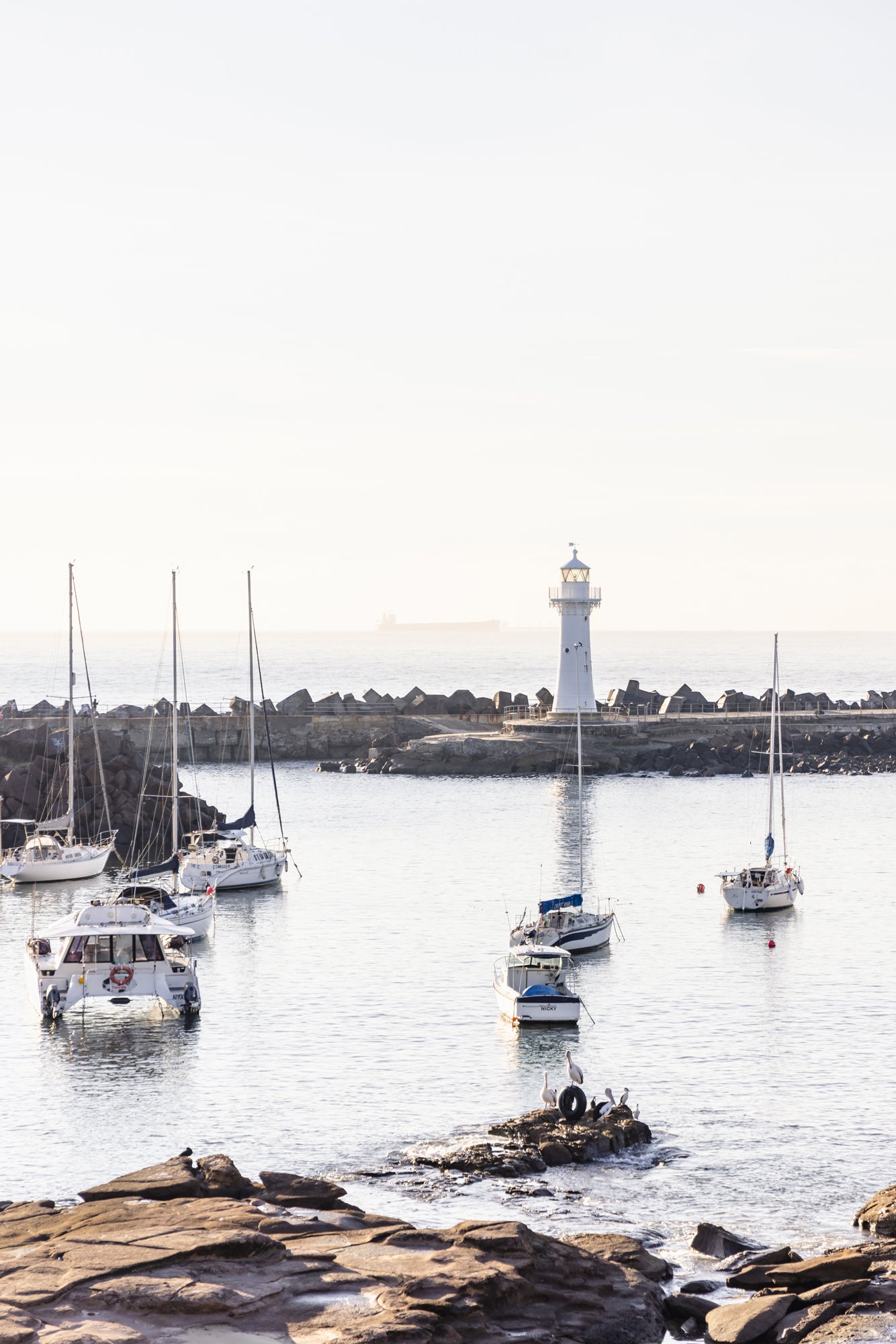 "Pelican Playground" Photography Print