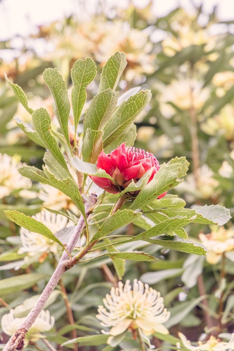 "Soft Strength" Photography Print - Belinda Doyle - Australian Photographer & Resin Artist