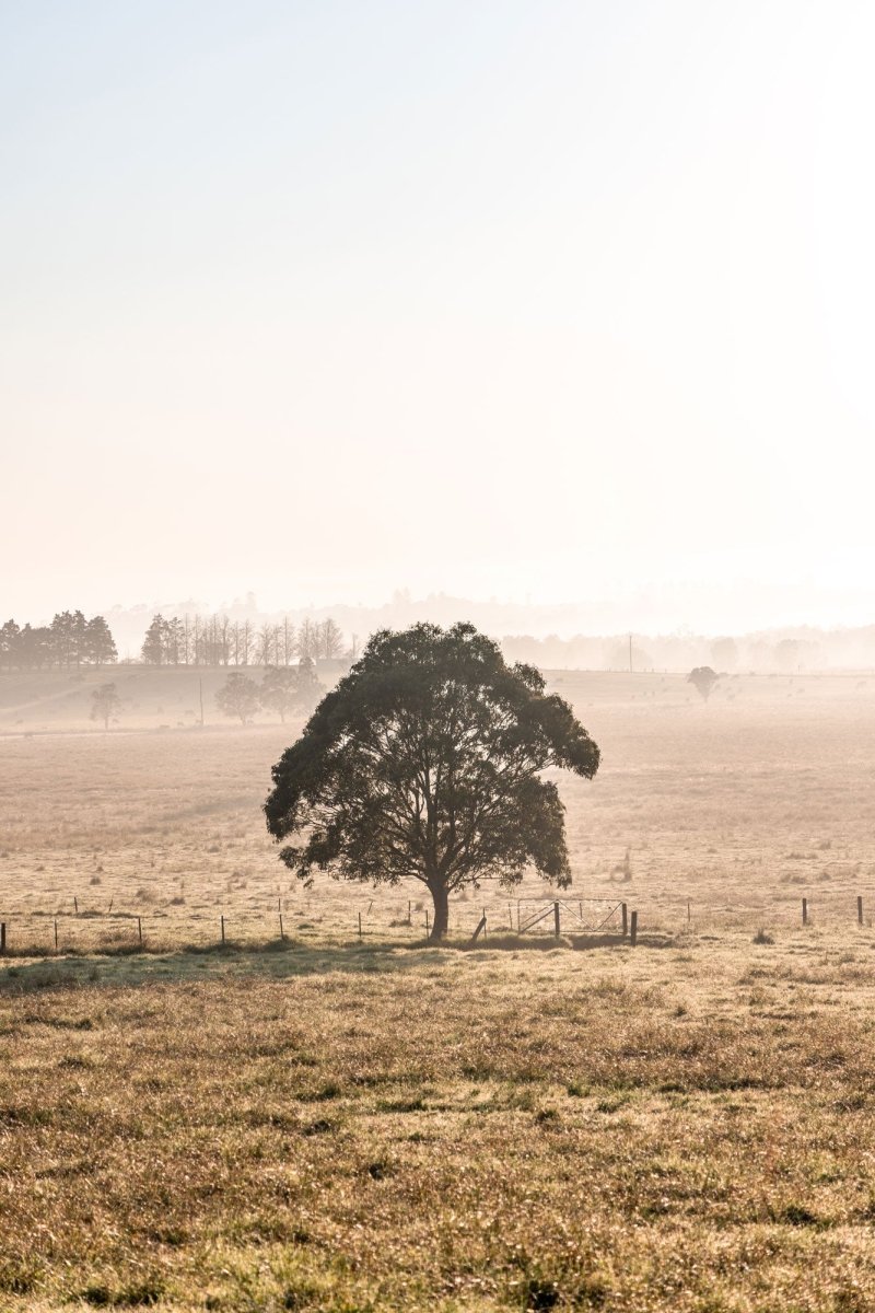 "The Farm Gate" Photography Print - Belinda Doyle - Australian Photographer & Resin Artist