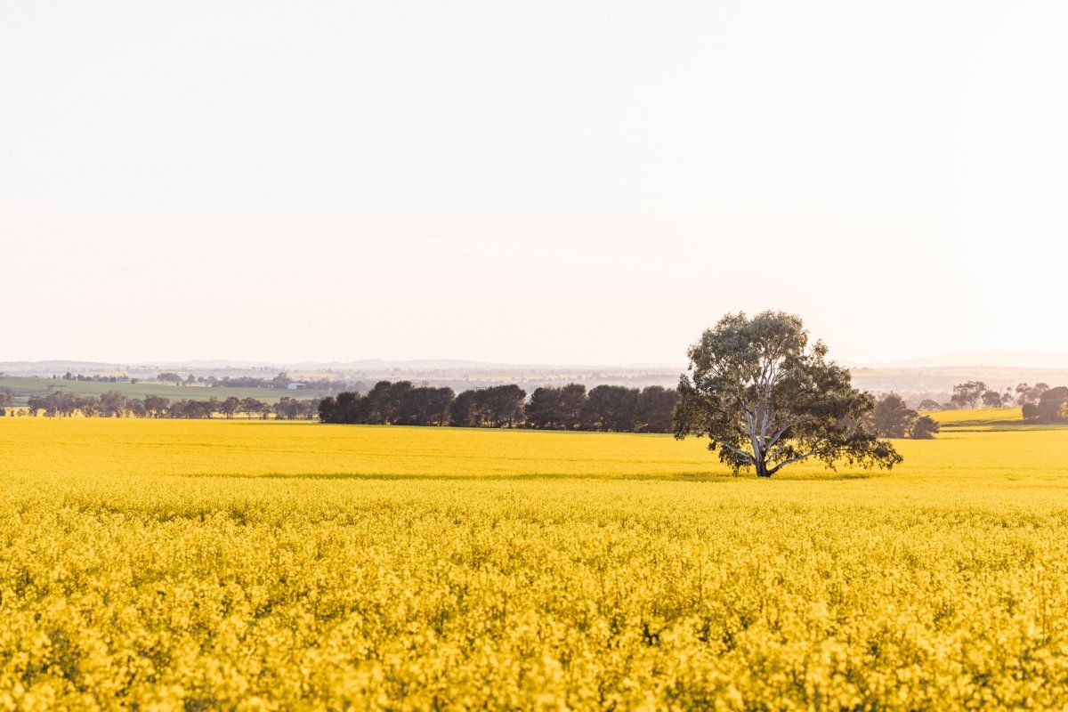 "The Radiant Stand" (L) Photography Print - Belinda Doyle - Australian Photographer & Resin Artist