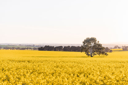 "The Radiant Stand" (L) Photography Print