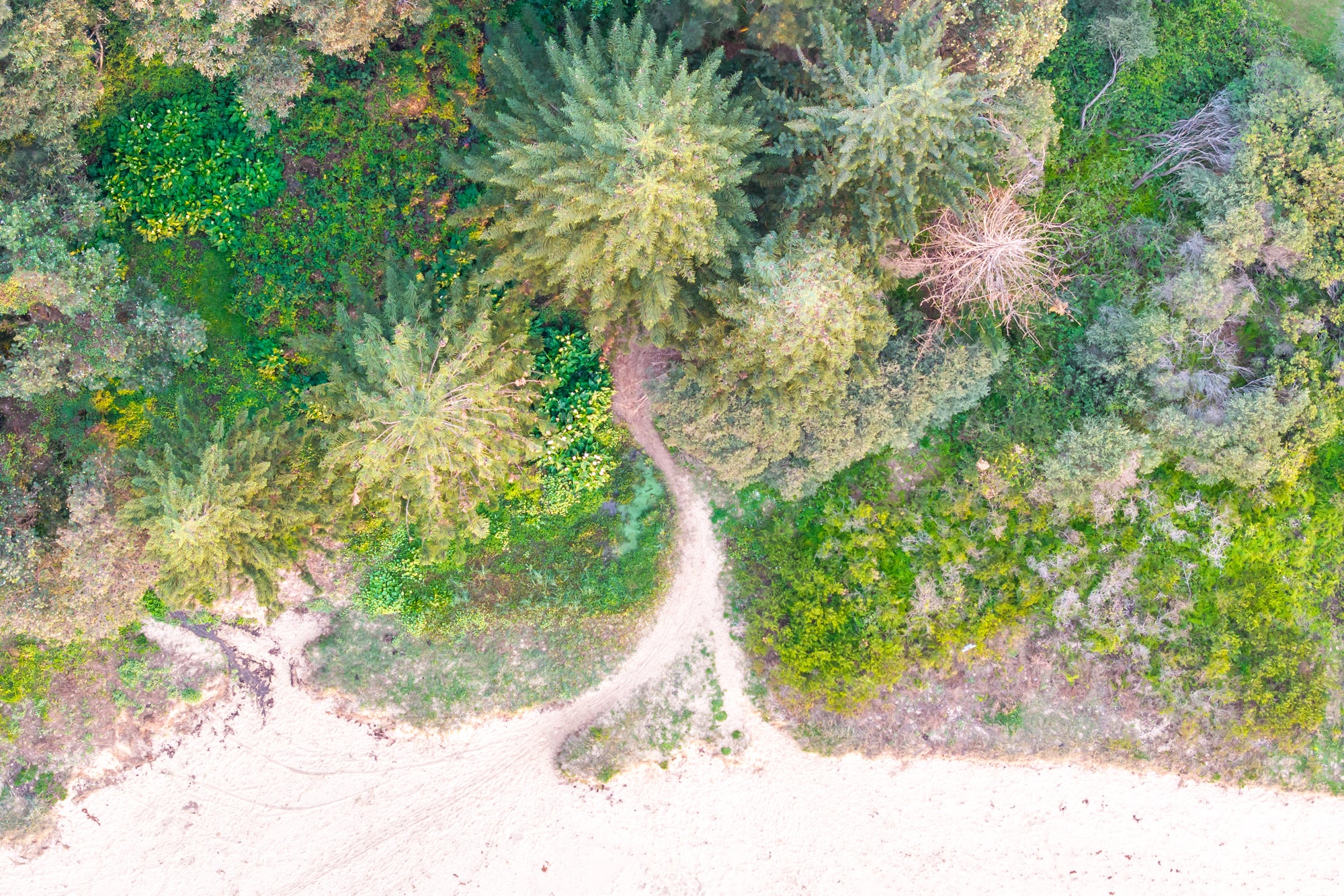 "The Secret Path" Photography Print - Belinda Doyle - Australian Photographer & Resin Artist