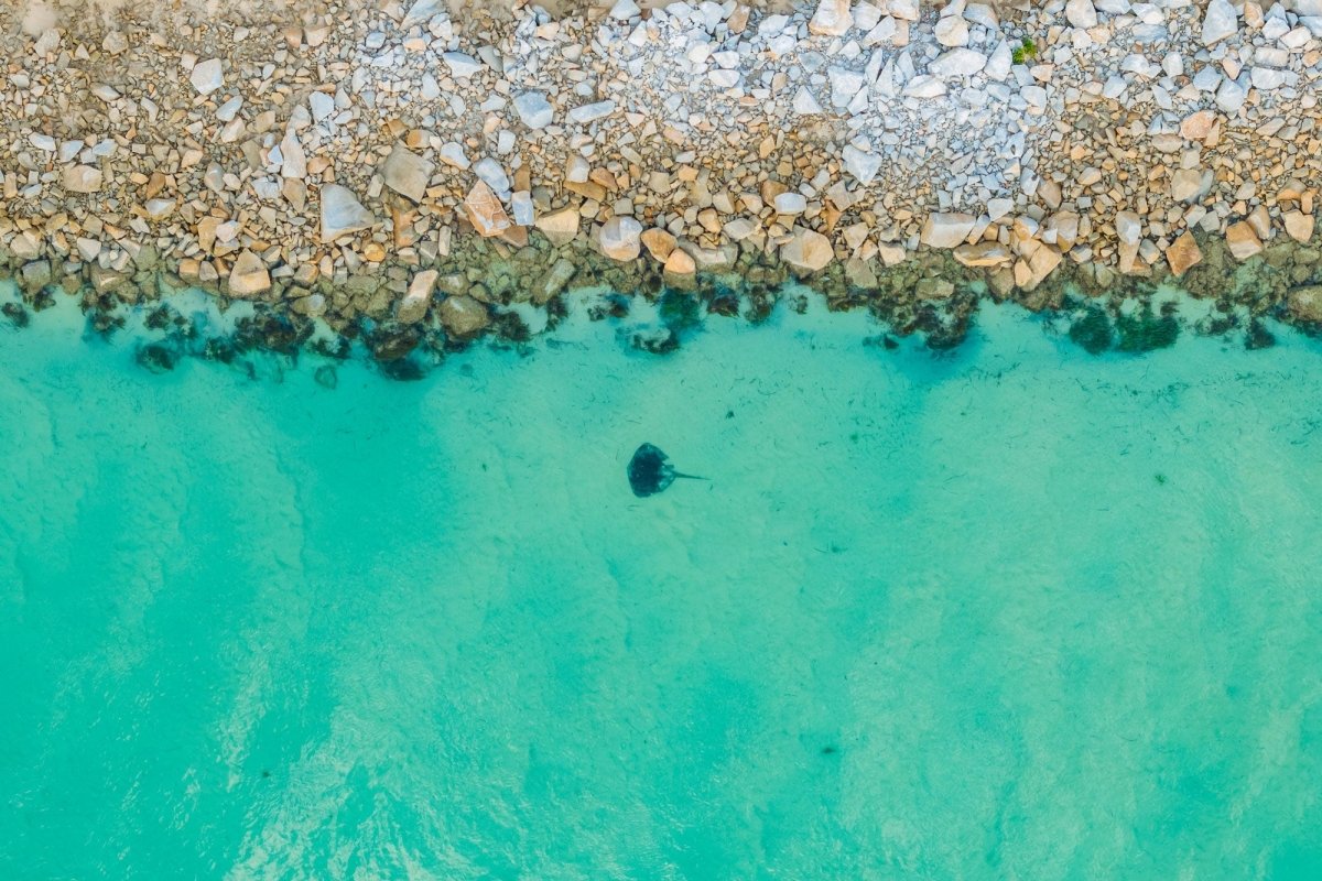 "Wagonga Ray" Photography Print - Belinda Doyle - Australian Photographer & Resin Artist