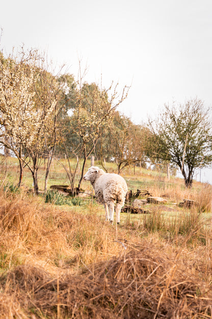 "Wooly Blossom" Photography Print