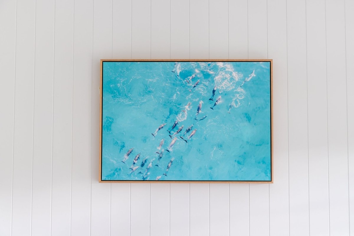 "Playful Pod" Dolphin Photography Print - Belinda Doyle - Australian Photographer & Resin Artist