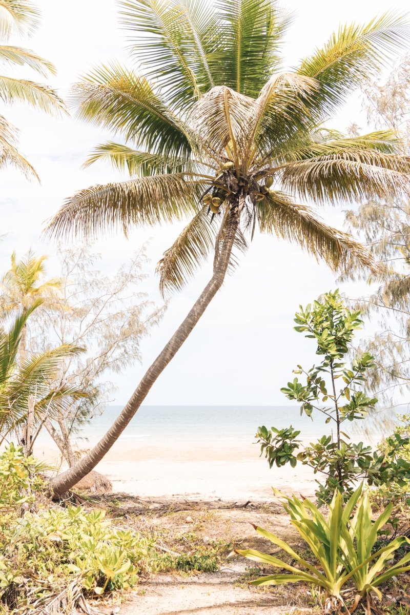 "Sun-Kissed Palms" Photography Print - Belinda Doyle - Australian Photographer & Resin Artist