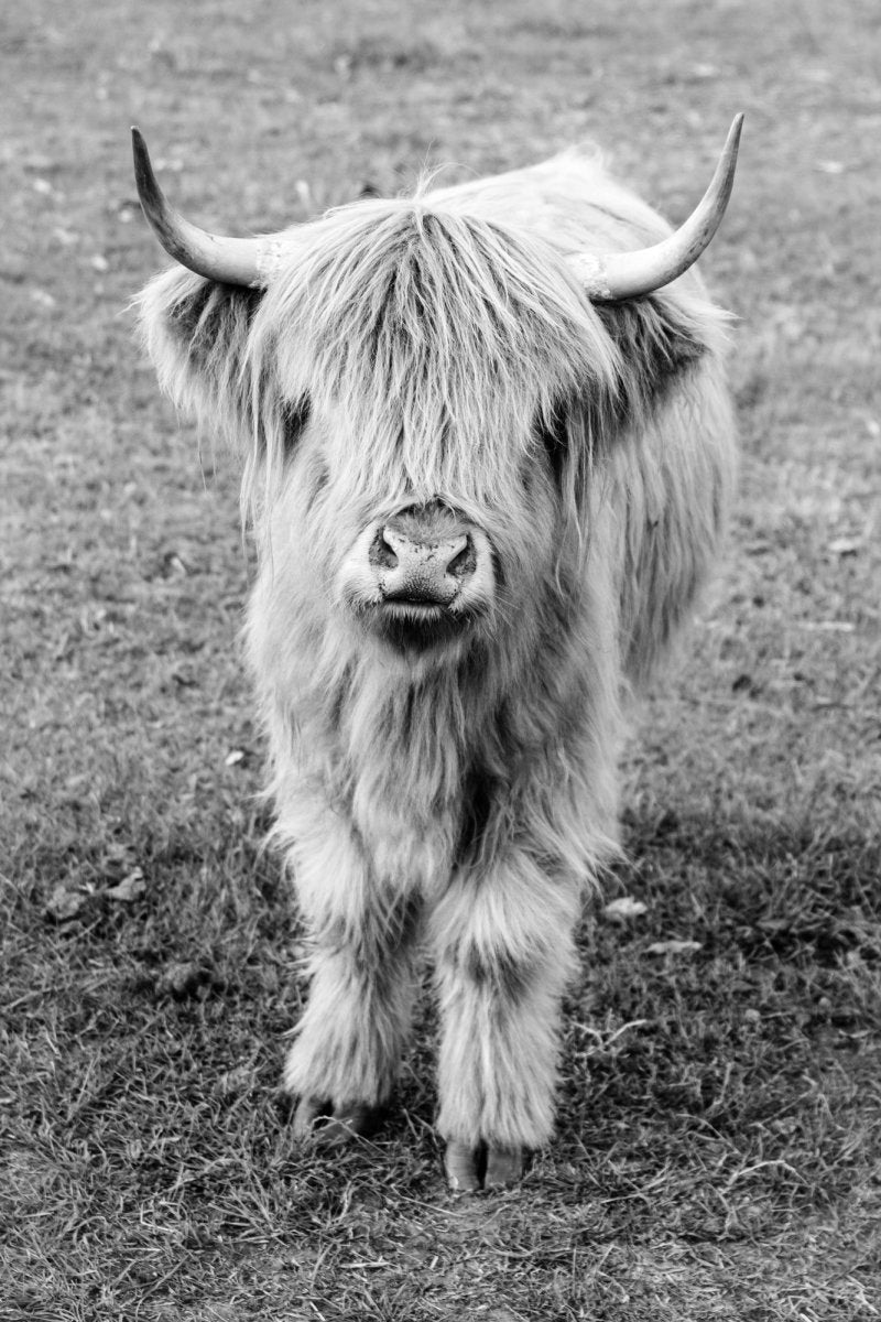 "Billy" Black & White Photography Print - Belinda Doyle - Resin Artist & South Coast Photographer
