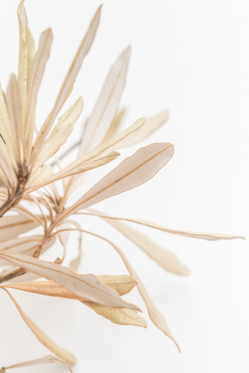 "Bleached Banksia" Photography Print - Belinda Doyle - Resin Artist & South Coast Photographer