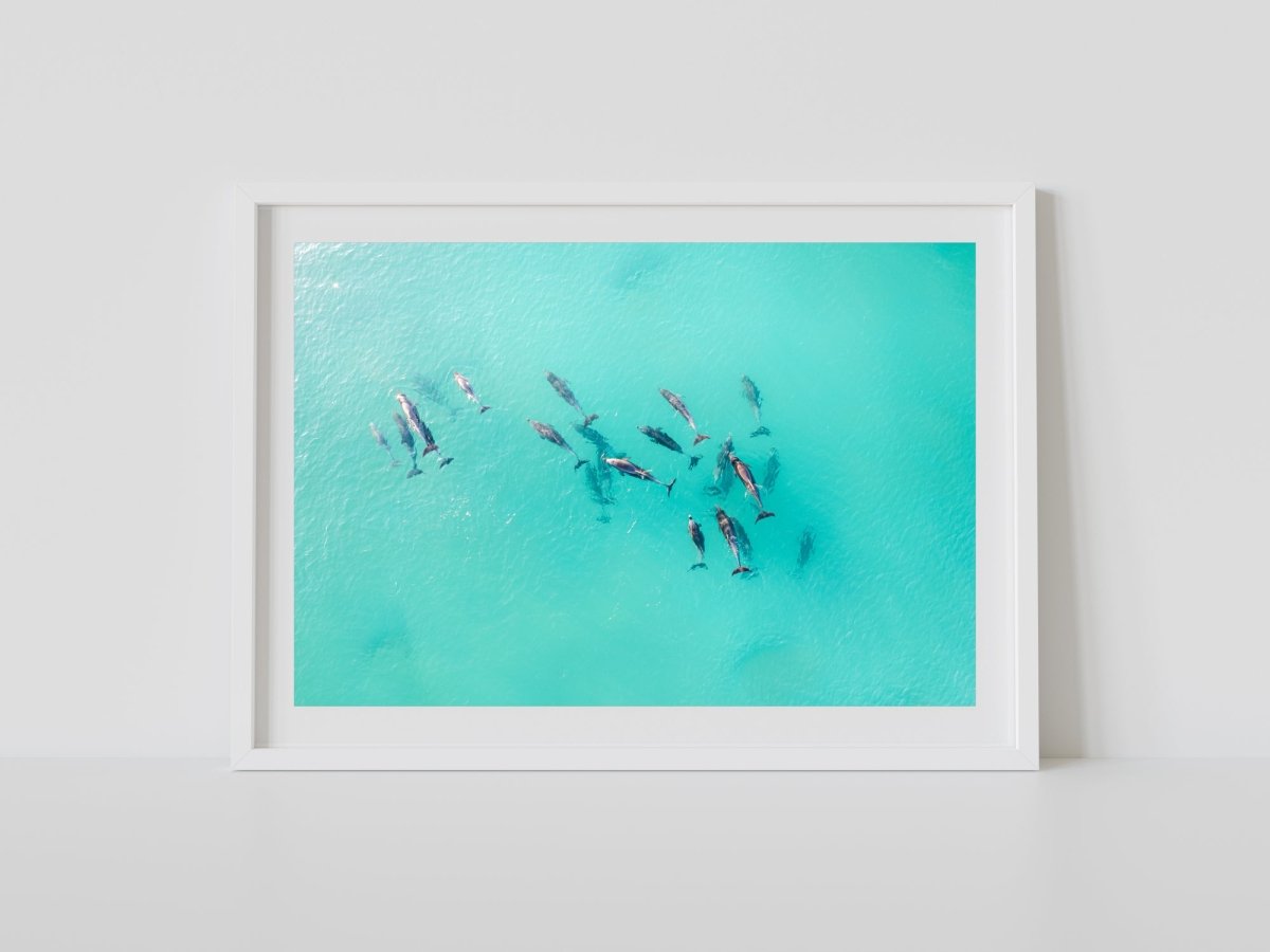 "Bombo Pod" Dolphin Photography Print - Belinda Doyle - Australian Photographer & Resin Artist