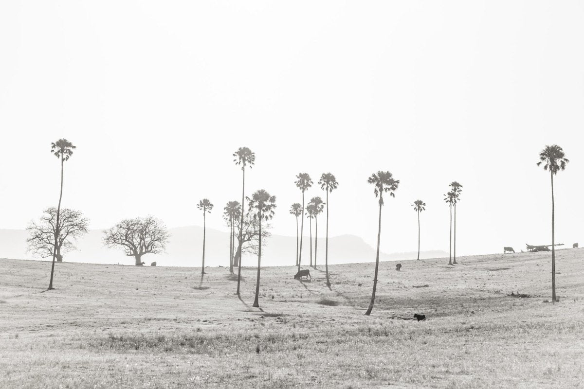"Cali-Roo" BW Photography Print - Belinda Doyle - Australian Photographer & Resin Artist