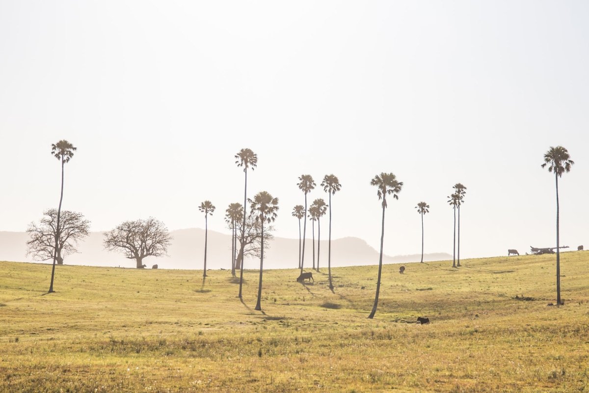 "Cali-Roo" Photography Print - Belinda Doyle - Resin Artist & South Coast Photographer